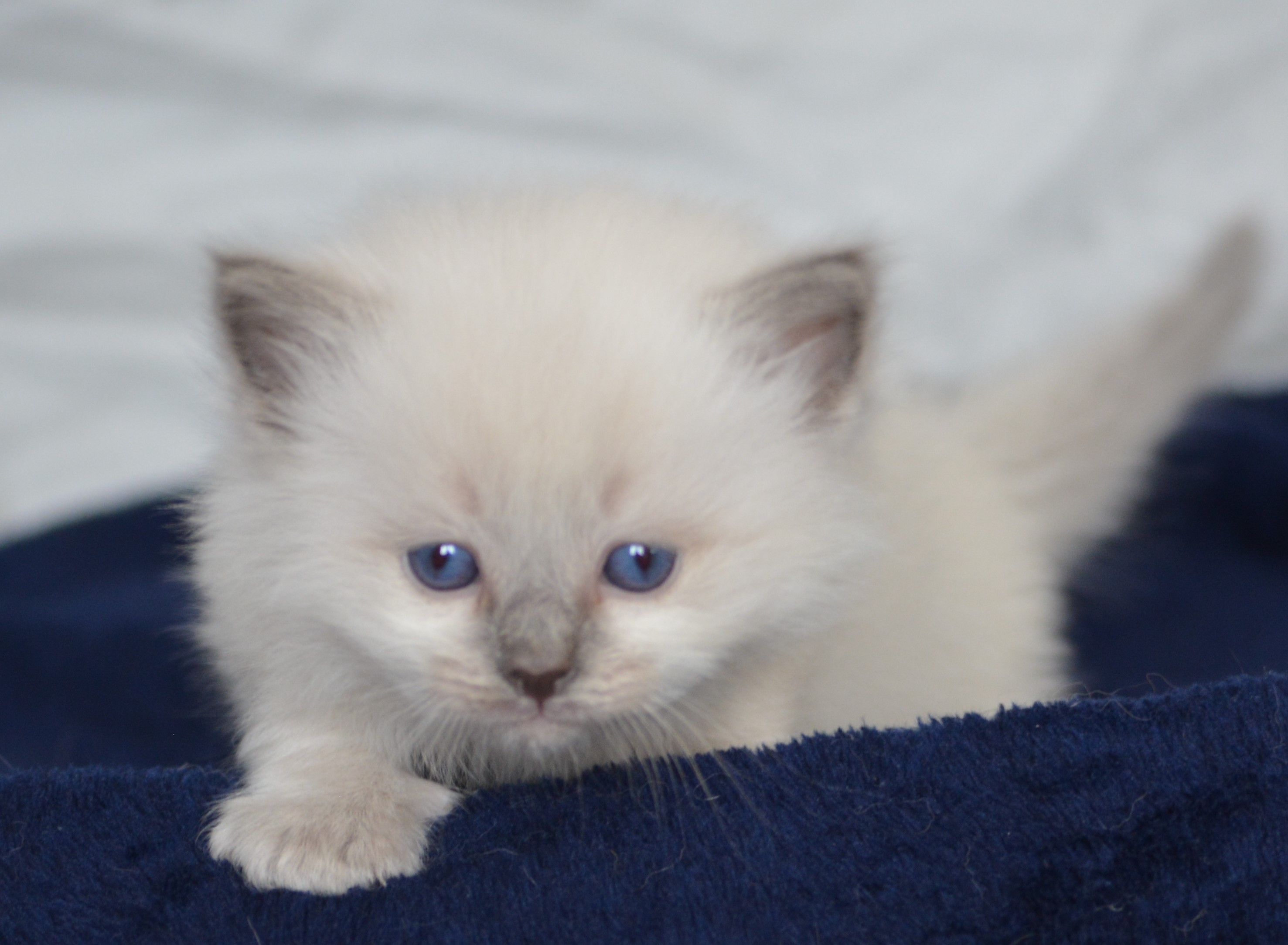 Scottish Fold and Rag Doll Kittens | Hunter Vale Farm