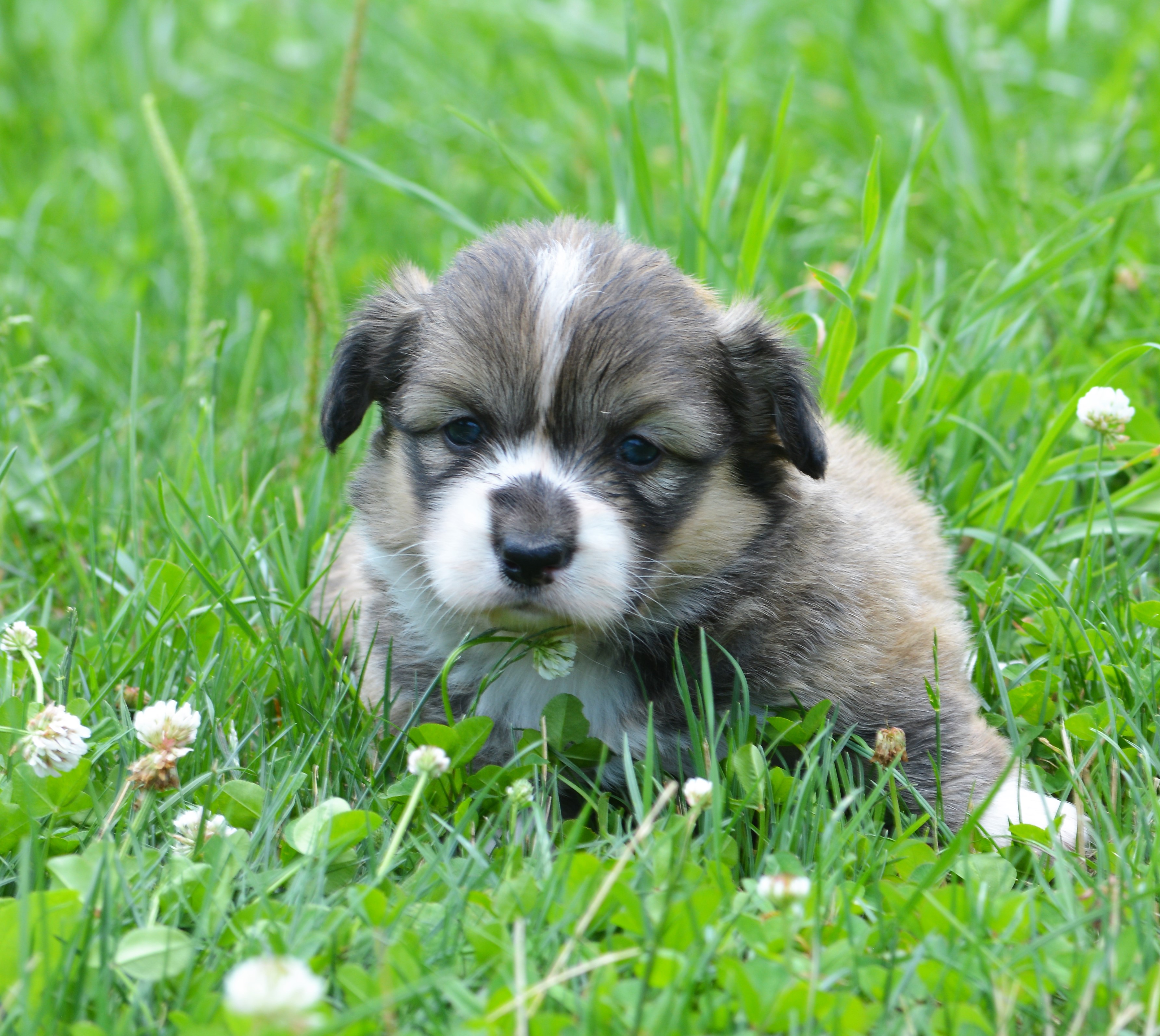 June puppies arrived however they are all reserved. A litter of five ...