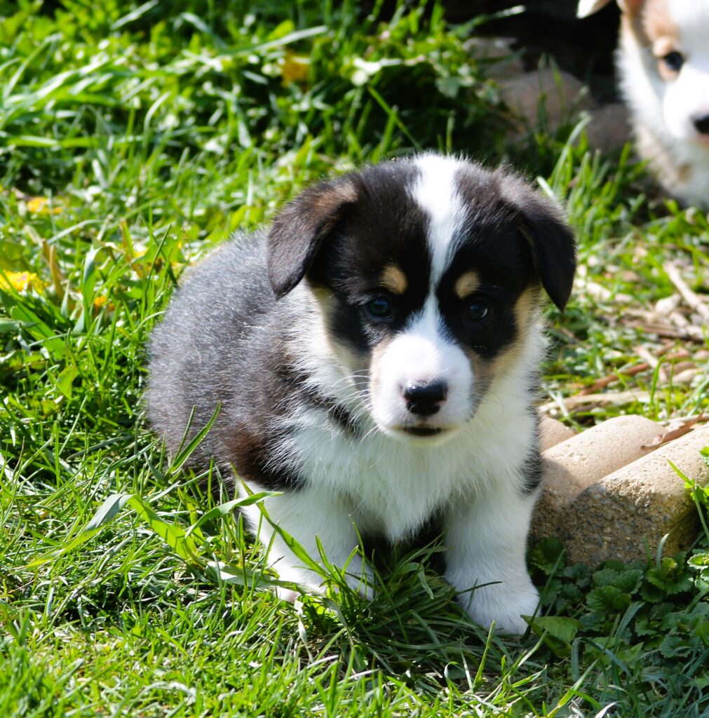 Reserved Puppies | Hunter Vale Farm