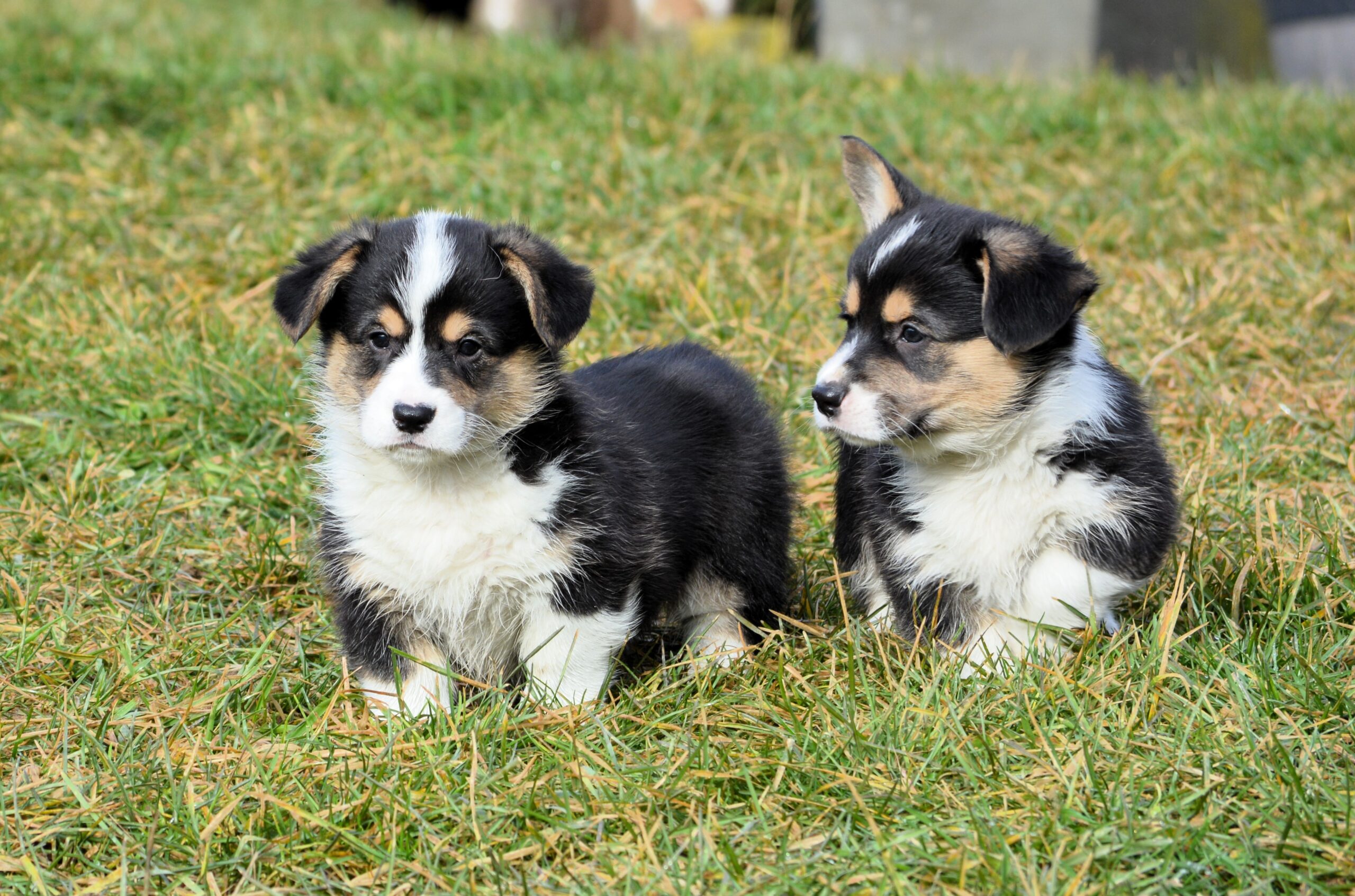 Hunter vale hot sale farm corgi