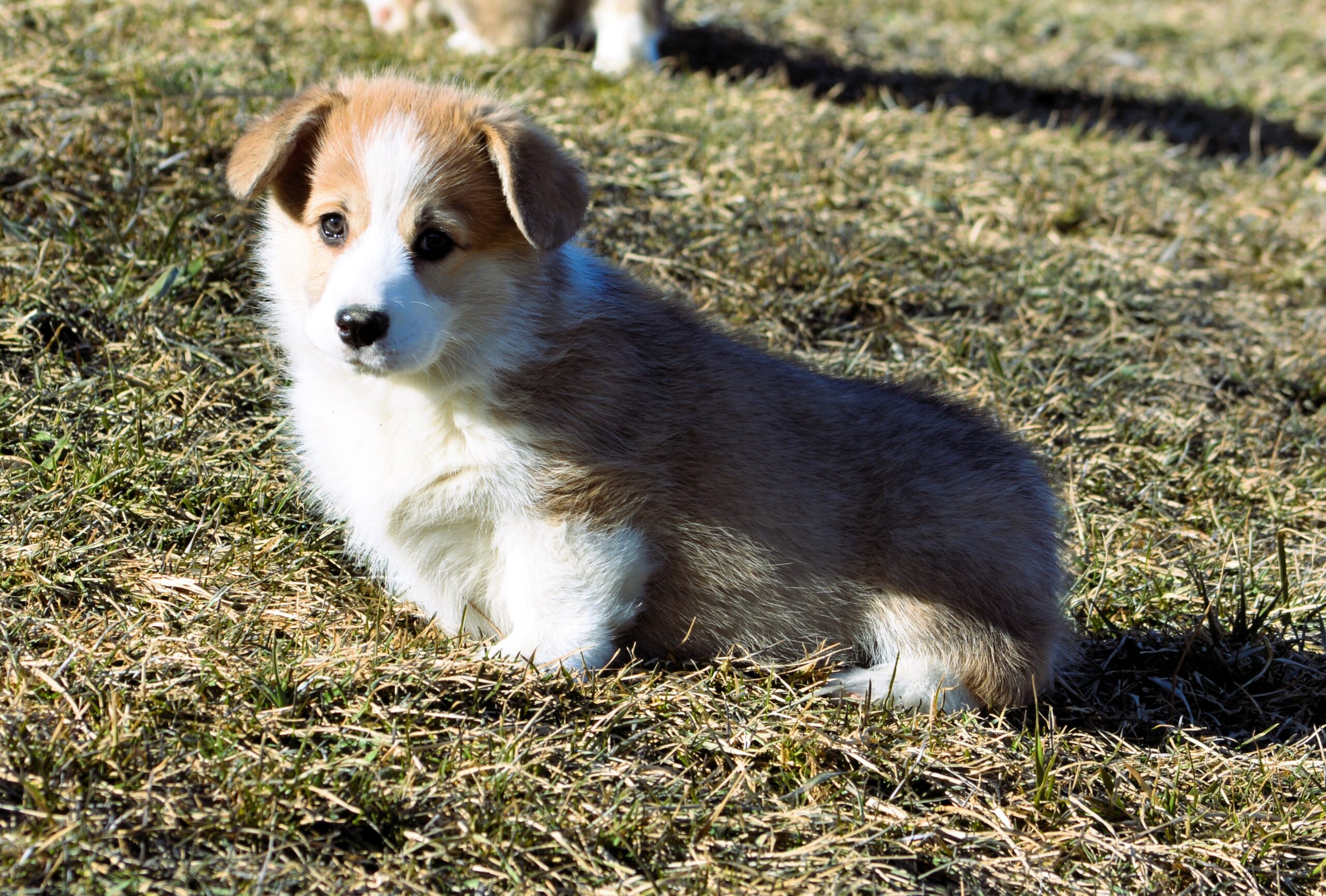 Hunter vale hot sale farm corgi